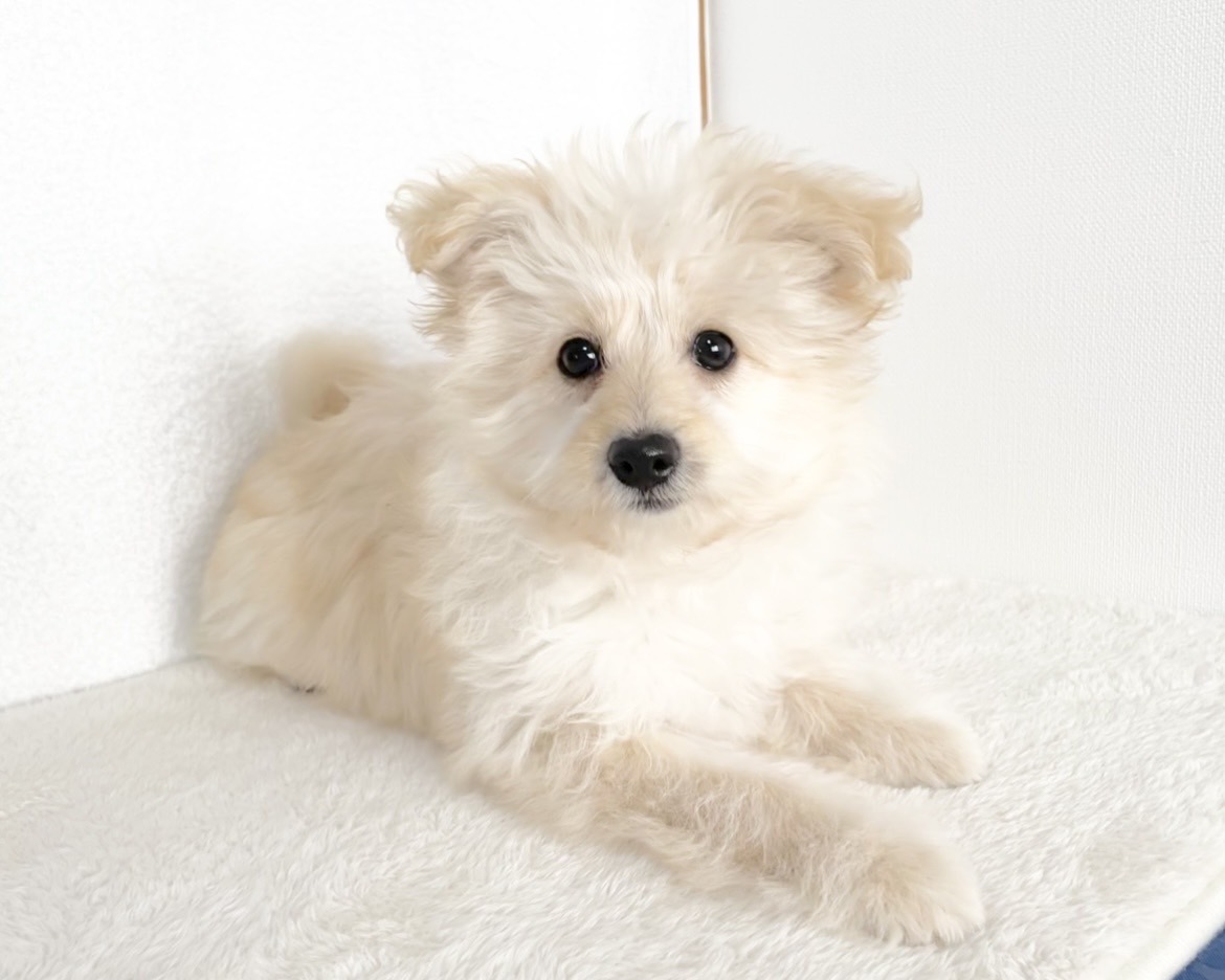 群馬県のポメプー(ポメラニアン×プードル) (かねだいペットトライアル桐生/2025年9月23日生まれ/女の子/クリーム)の子犬の1枚目の画像