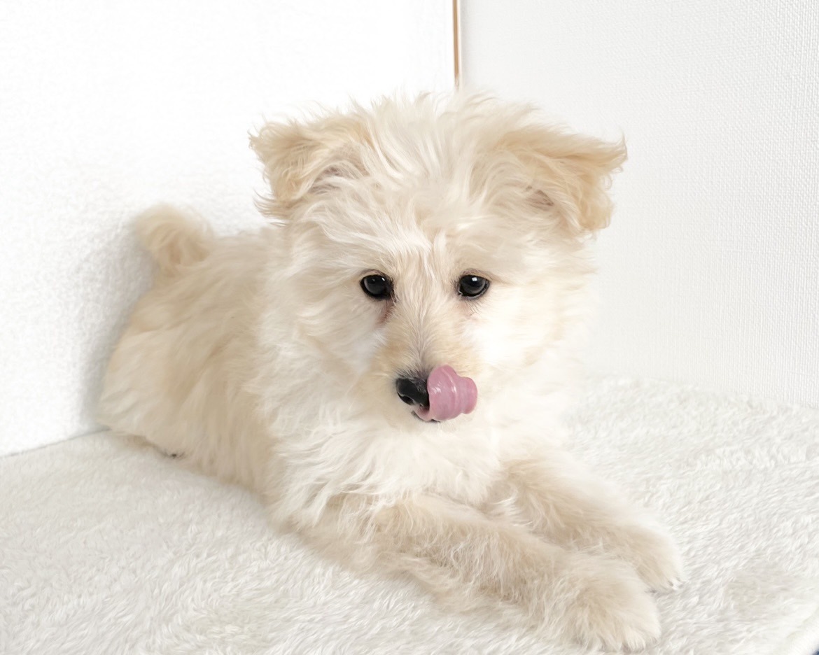 群馬県のポメプー(ポメラニアン×プードル) (かねだいペットトライアル桐生/2025年9月23日生まれ/女の子/クリーム)の子犬の4枚目の画像
