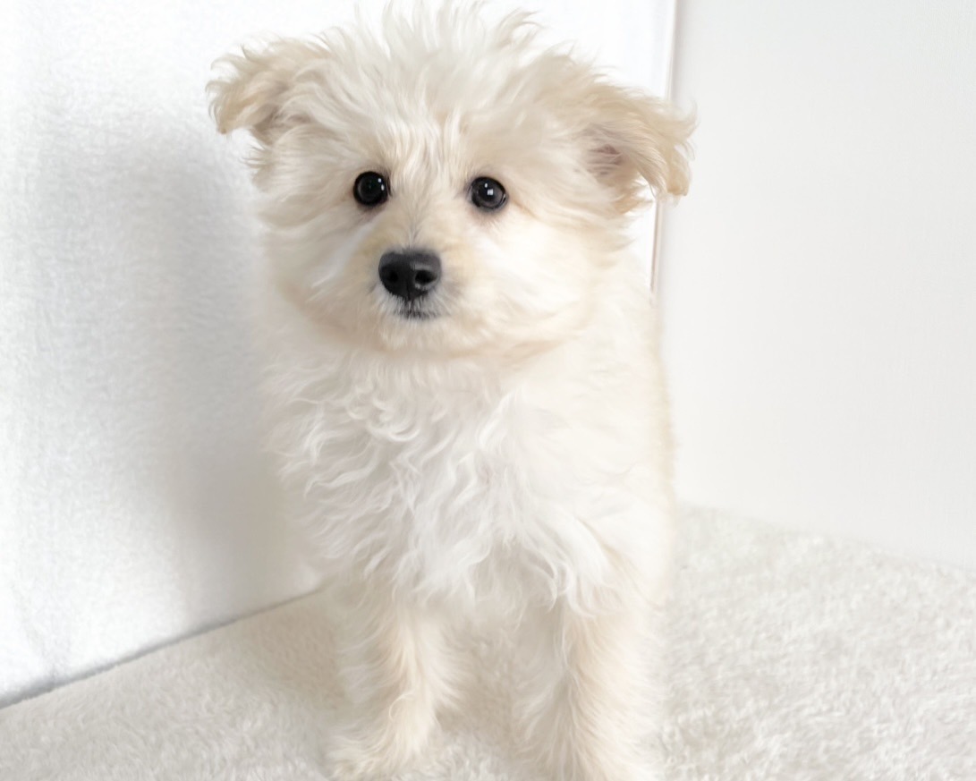 群馬県のポメプー(ポメラニアン×プードル) (かねだいペットトライアル桐生/2025年9月23日生まれ/女の子/クリーム)の子犬の2枚目の画像