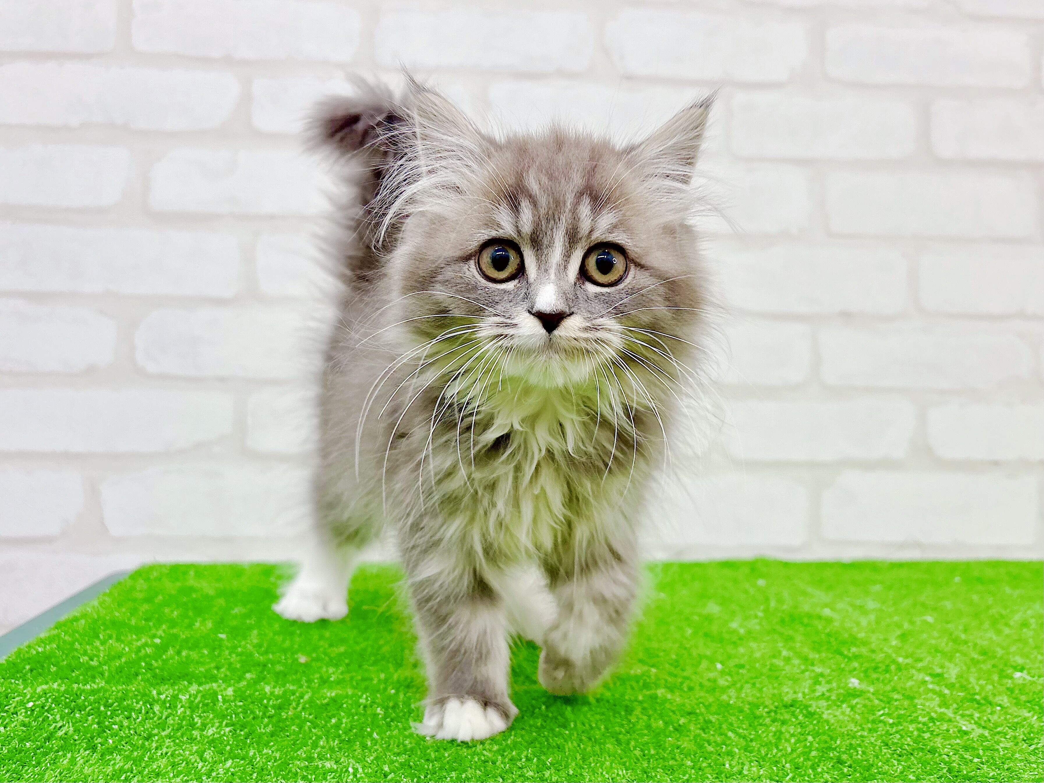 東京都のマンチカン (かねだい立川店/2025年10月12日生まれ/男の子/ブルータビーホワイト)の子猫の4枚目の画像