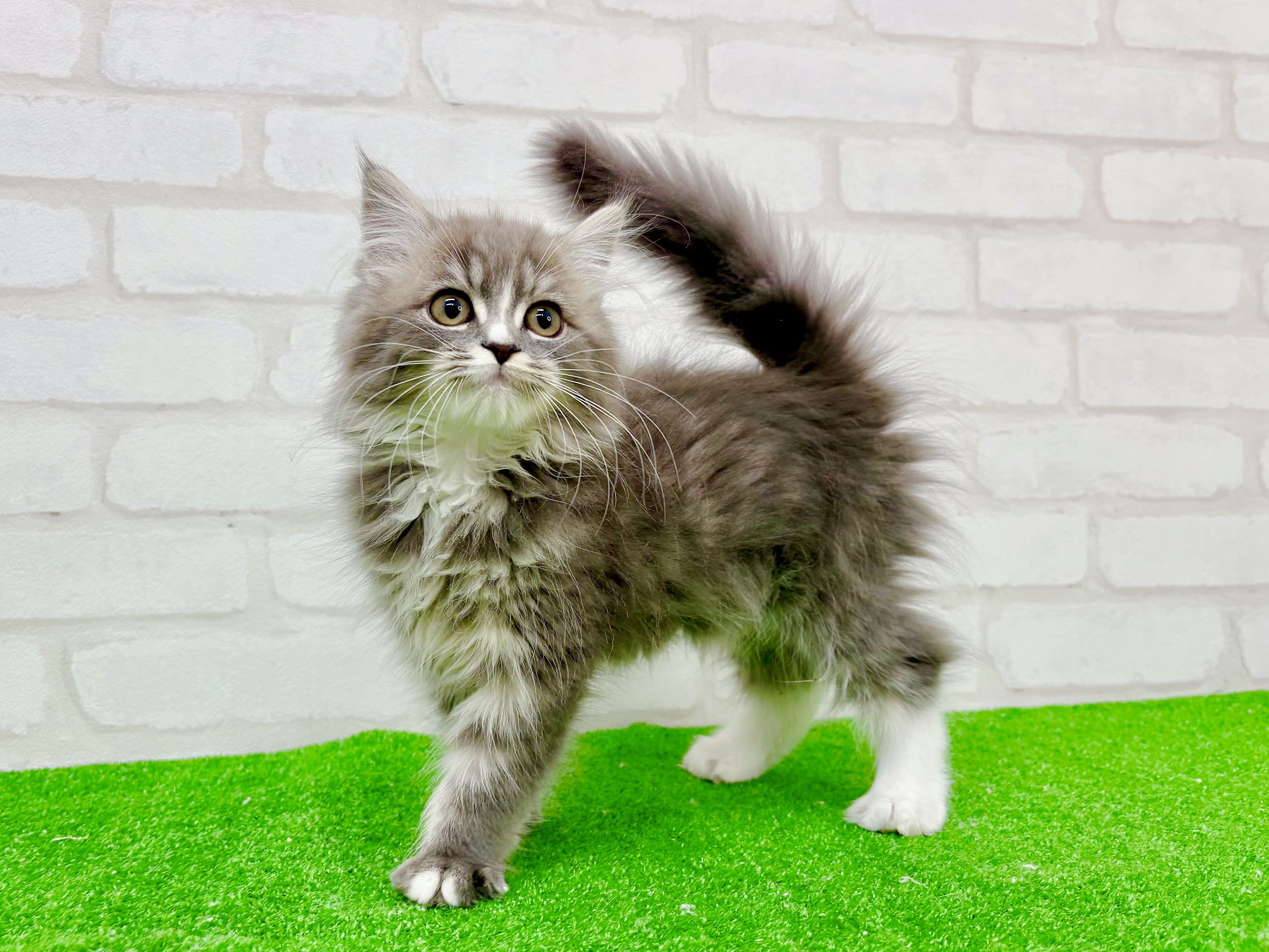 東京都のマンチカン (かねだい立川店/2025年10月12日生まれ/男の子/ブルータビーホワイト)の子猫の2枚目の画像