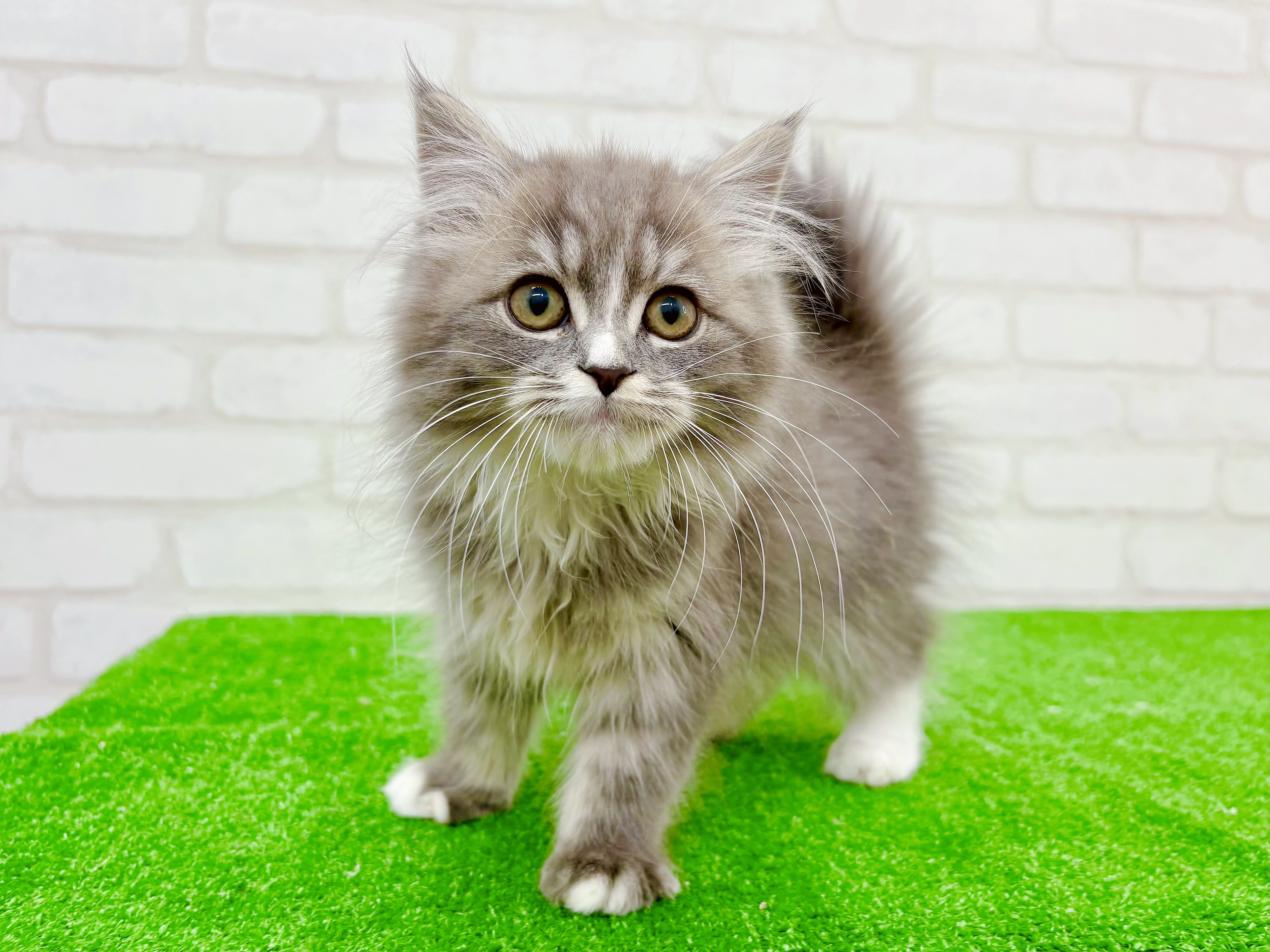 東京都のマンチカン (かねだい立川店/2025年10月12日生まれ/男の子/ブルータビーホワイト)の子猫の1枚目の画像