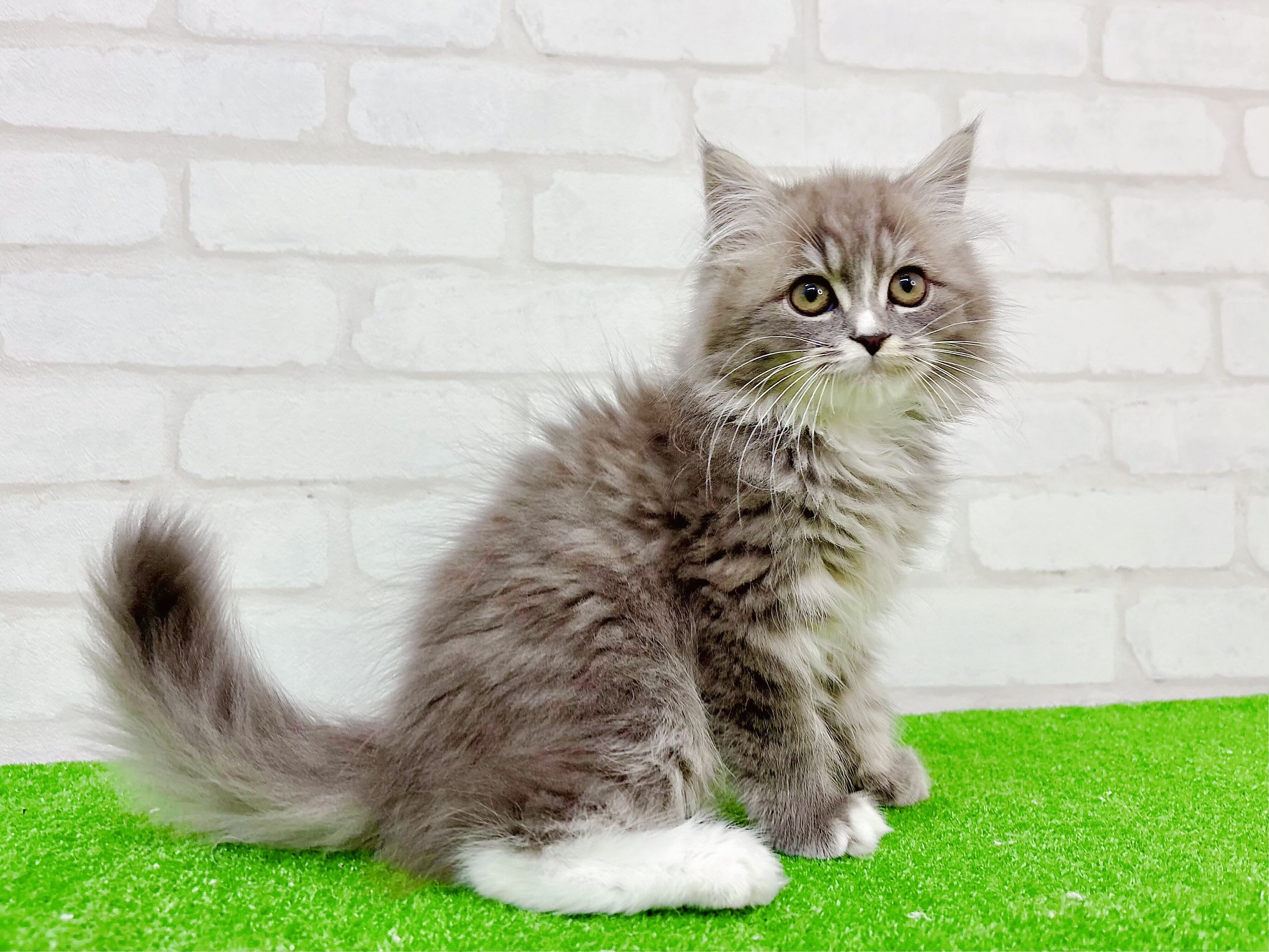 東京都のマンチカン (かねだい立川店/2025年10月12日生まれ/男の子/ブルータビーホワイト)の子猫の3枚目の画像