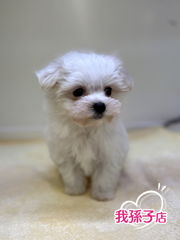 千葉県のマルズー/マルシーズ(マルチーズ×シーズー) (かねだい我孫子店/2025年11月5日生まれ/女の子/ホワイト)の子犬の1枚目の画像