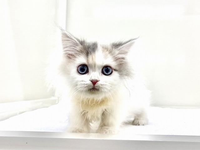 東京都のサイベリアン (かねだい本町田店/2025年11月14日生まれ/女の子/ダイリュートキャリコ)の子猫の1枚目の画像