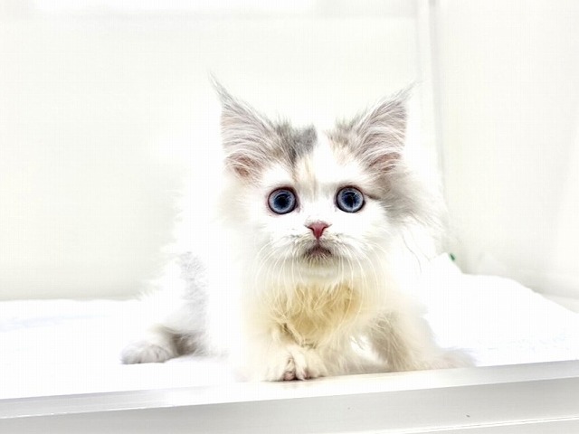 東京都のサイベリアン (かねだい本町田店/2025年11月14日生まれ/女の子/ダイリュートキャリコ)の子猫の2枚目の画像