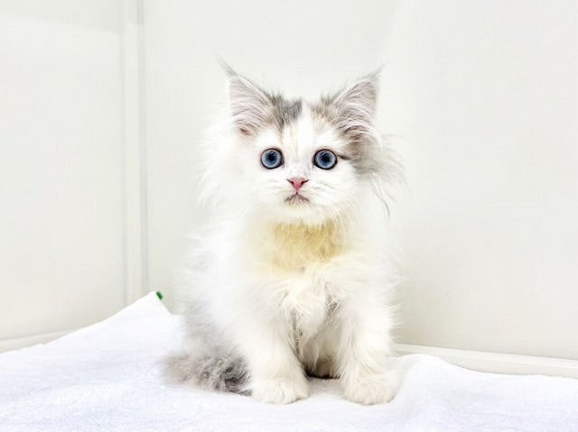 東京都のサイベリアン (かねだい本町田店/2025年11月14日生まれ/女の子/ダイリュートキャリコ)の子猫の3枚目の画像