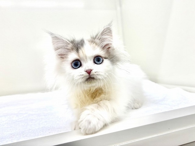 東京都のサイベリアン (かねだい本町田店/2025年11月14日生まれ/女の子/ダイリュートキャリコ)の子猫の4枚目の画像