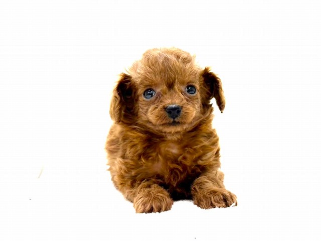 東京都のチワプー/プーチー(チワワ×プードル) (かねだい本町田店/2025年11月15日生まれ/女の子/レッド)の子犬の1枚目の画像