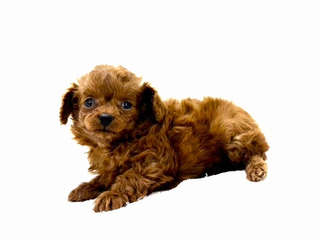 東京都のチワプー/プーチー(チワワ×プードル) (かねだい本町田店/2025年11月15日生まれ/女の子/レッド)の子犬の2枚目の画像