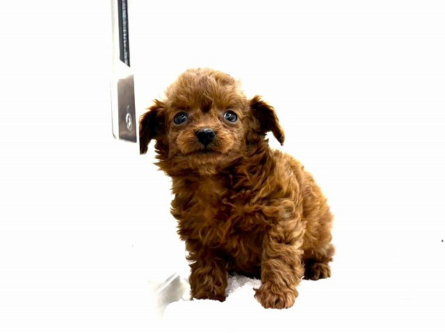 東京都のチワプー/プーチー(チワワ×プードル) (かねだい本町田店/2025年11月15日生まれ/女の子/レッド)の子犬の3枚目の画像