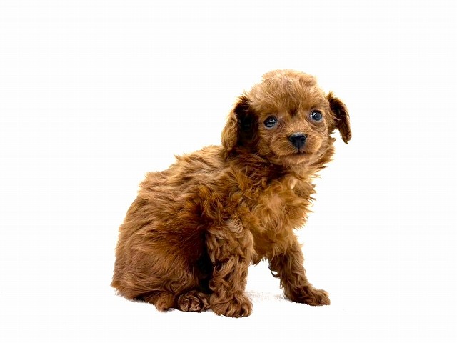 東京都のチワプー/プーチー(チワワ×プードル) (かねだい本町田店/2025年11月15日生まれ/女の子/レッド)の子犬の4枚目の画像