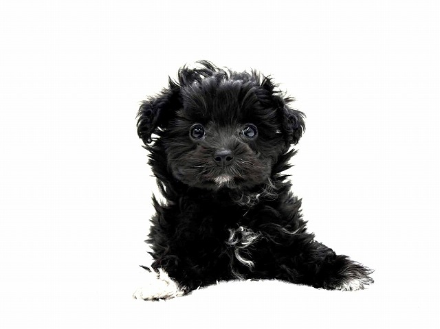 東京都のマルプー(マルチーズ×プードル) (かねだい本町田店/2025年11月2日生まれ/女の子/ブラックホワイト)の子犬の2枚目の画像