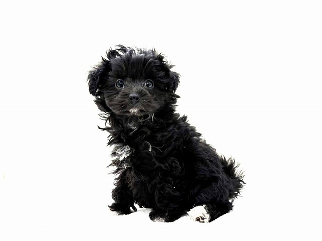 東京都のマルプー(マルチーズ×プードル) (かねだい本町田店/2025年11月2日生まれ/女の子/ブラックホワイト)の子犬の3枚目の画像