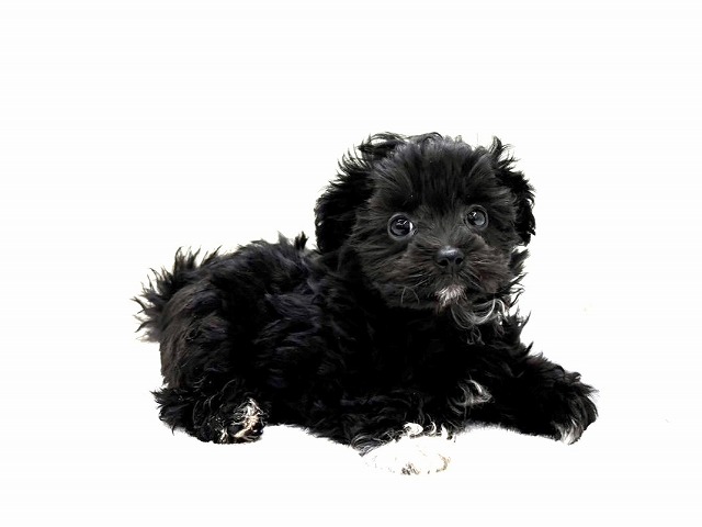 東京都のマルプー(マルチーズ×プードル) (かねだい本町田店/2025年11月2日生まれ/女の子/ブラックホワイト)の子犬の4枚目の画像