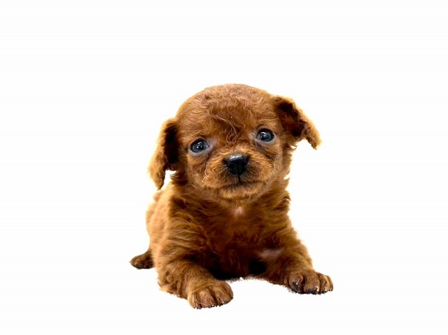 東京都のチワプー/プーチー(チワワ×プードル) (かねだい本町田店/2025年11月15日生まれ/男の子/レッド)の子犬の1枚目の画像