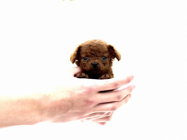 東京都のチワプー/プーチー(チワワ×プードル) (かねだい本町田店/2025年11月15日生まれ/男の子/レッド)の子犬の2枚目の画像