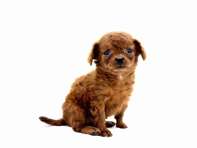 東京都のチワプー/プーチー(チワワ×プードル) (かねだい本町田店/2025年11月15日生まれ/男の子/レッド)の子犬の3枚目の画像