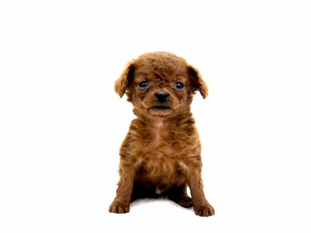 東京都のチワプー/プーチー(チワワ×プードル) (かねだい本町田店/2025年11月15日生まれ/男の子/レッド)の子犬の4枚目の画像