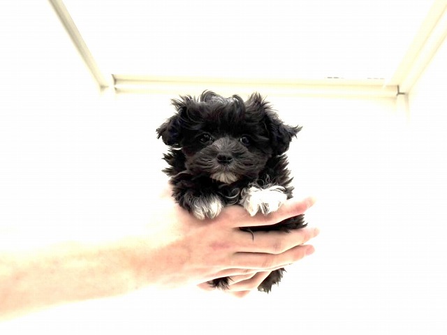 東京都のマルプー(マルチーズ×プードル) (かねだい本町田店/2025年11月2日生まれ/女の子/ブラックホワイト)の子犬の3枚目の画像