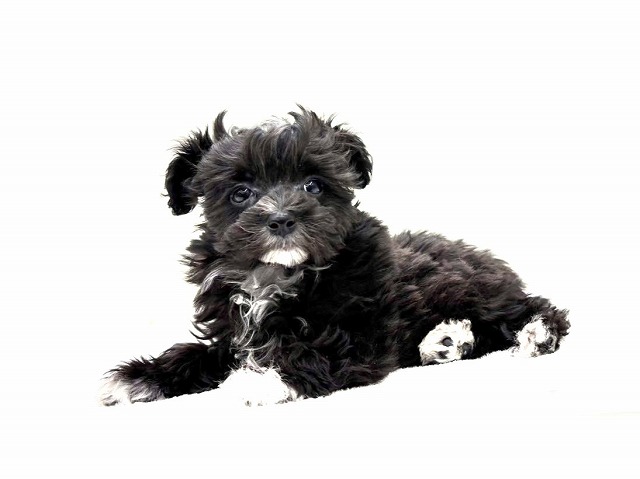 東京都のマルプー(マルチーズ×プードル) (かねだい本町田店/2025年11月2日生まれ/女の子/ブラックホワイト)の子犬の4枚目の画像