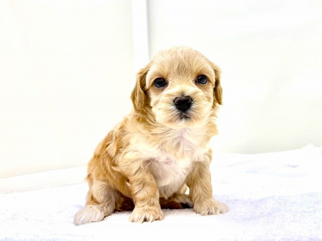 東京都のマルプー(マルチーズ×プードル) (かねだい本町田店/2025年11月14日生まれ/女の子/アプリコットホワイト)の子犬の2枚目の画像