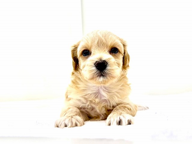 東京都のマルプー(マルチーズ×プードル) (かねだい本町田店/2025年11月14日生まれ/女の子/アプリコットホワイト)の子犬の3枚目の画像