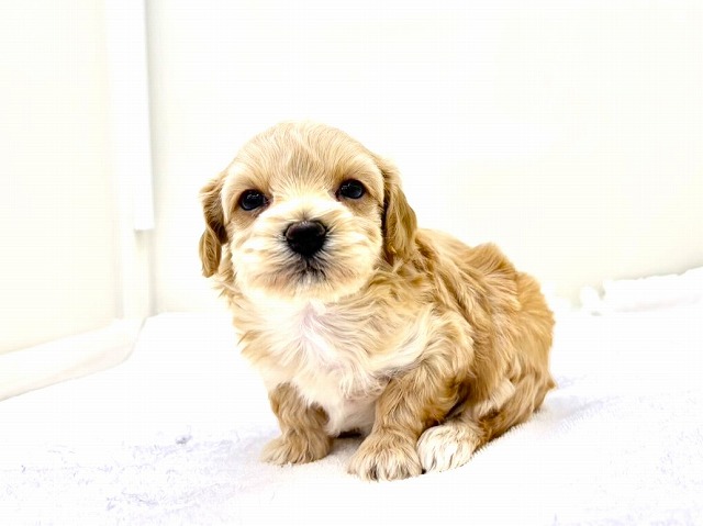 東京都のマルプー(マルチーズ×プードル) (かねだい本町田店/2025年11月14日生まれ/女の子/アプリコットホワイト)の子犬の4枚目の画像