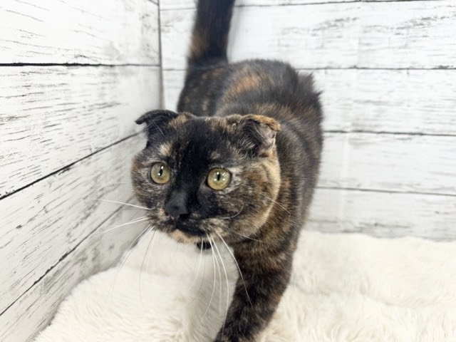 新潟県のスコティッシュフォールド (かねだいペットトライアル魚沼/2025年6月7日生まれ/女の子/トーティー)の子猫の1枚目の画像