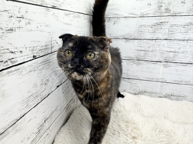 新潟県のスコティッシュフォールド (かねだいペットトライアル魚沼/2025年6月7日生まれ/女の子/トーティー)の子猫の3枚目の画像