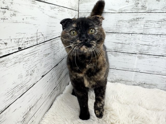 新潟県のスコティッシュフォールド (かねだいペットトライアル魚沼/2025年6月7日生まれ/女の子/トーティー)の子猫の4枚目の画像