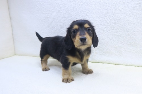 神奈川県のミニチュアダックスフンド(ロング) (かねだい海老名店/2025年11月16日生まれ/男の子/ブラックタン)の子犬