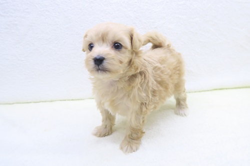 神奈川県のマルプー(マルチーズ×プードル) (かねだい海老名店/2025年11月13日生まれ/男の子/アプリコット)の子犬