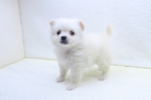 神奈川県のポメチワ/チワポメ/ポメチー(ポメラニアン×チワワ) (かねだい海老名店/2025年11月12日生まれ/男の子/ホワイトクリーム)の子犬