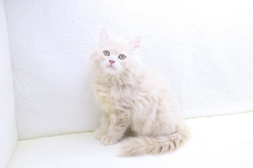 神奈川県のミヌエット (かねだい海老名店/2025年11月5日生まれ/男の子/クリームタビー)の子猫