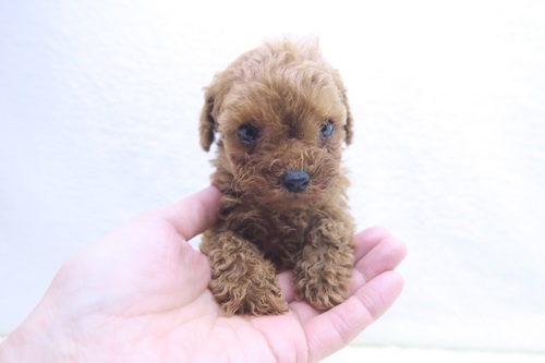 神奈川県のマルプー(マルチーズ×プードル) (かねだい海老名店/2025年11月15日生まれ/女の子/レッド)の子犬