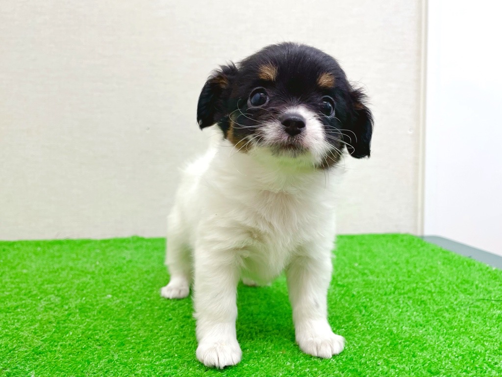 東京都のチワズー/チワシーズ(チワワ×シーズー) (かねだい立川店/2025年11月15日生まれ/女の子/ホワイトブラックタン)の子犬の3枚目の画像