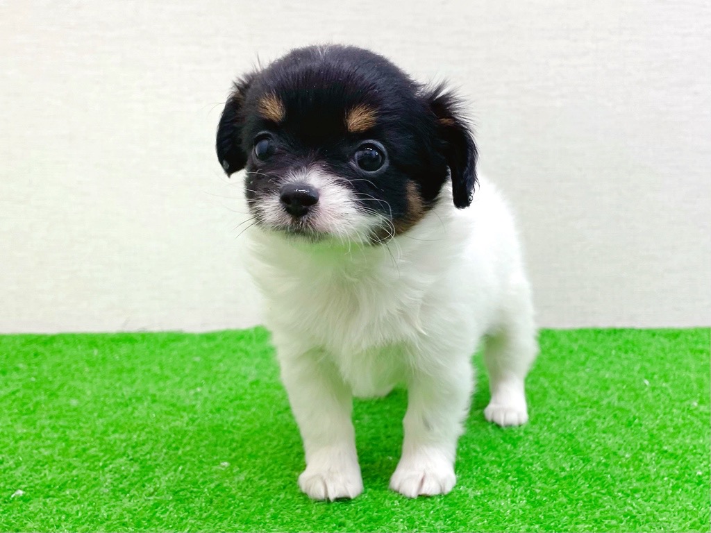 東京都のチワズー/チワシーズ(チワワ×シーズー) (かねだい立川店/2025年11月15日生まれ/女の子/ホワイトブラックタン)の子犬の4枚目の画像