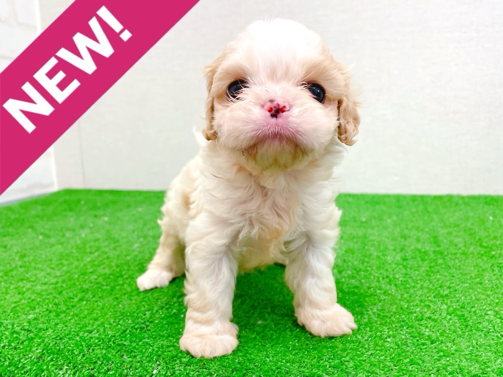 東京都のハーフ犬・ミックス犬 (かねだい立川店/2025年11月14日生まれ/男の子/ブレンハイム)の子犬の1枚目の画像