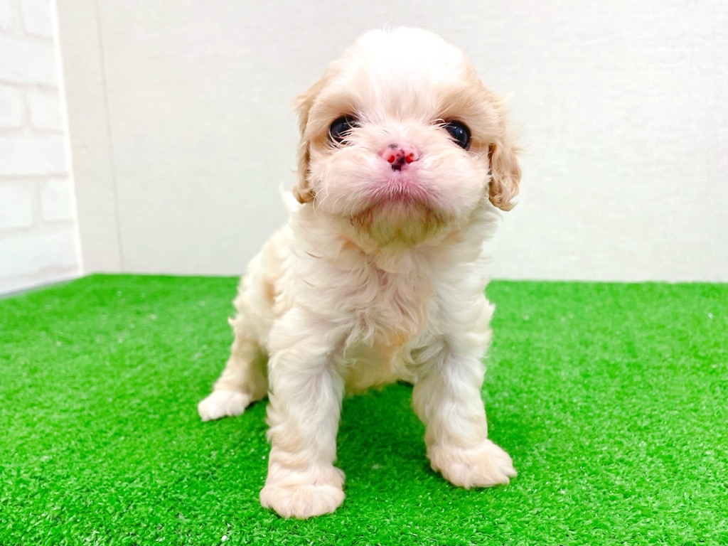 東京都のハーフ犬・ミックス犬 (かねだい立川店/2025年11月14日生まれ/男の子/ブレンハイム)の子犬の2枚目の画像