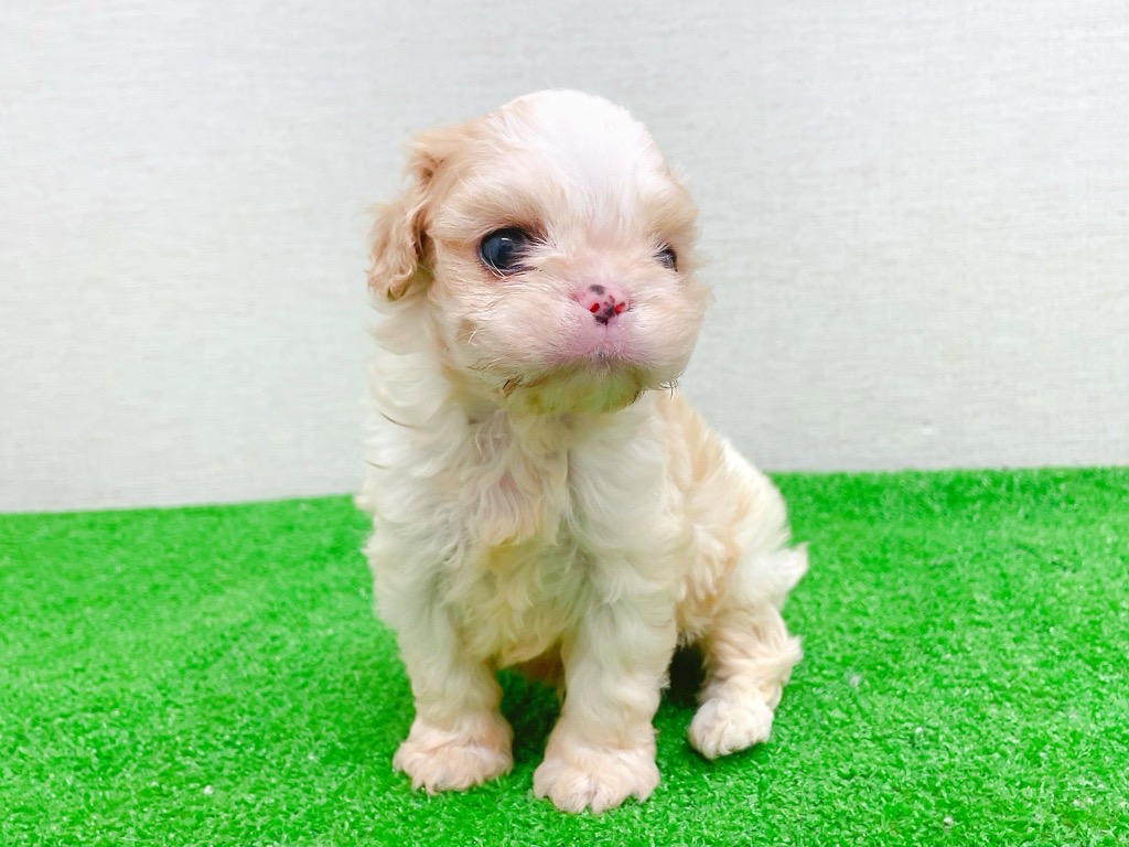 東京都のハーフ犬・ミックス犬 (かねだい立川店/2025年11月14日生まれ/男の子/ブレンハイム)の子犬の3枚目の画像