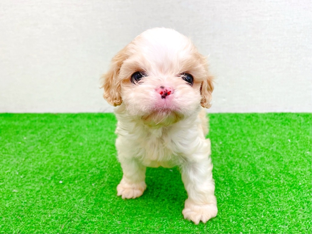 東京都のハーフ犬・ミックス犬 (かねだい立川店/2025年11月14日生まれ/男の子/ブレンハイム)の子犬の4枚目の画像