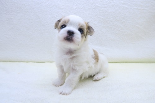 神奈川県のチワマル/マルチワ(チワワ×マルチーズ) (かねだい海老名店/2025年11月14日生まれ/男の子/パーティーカラー)の子犬