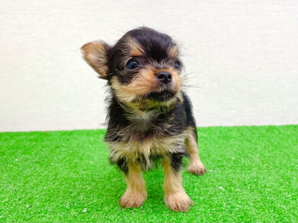 東京都のヨーチー/チワキー/チワヨーキー(ヨークシャーテリア×チワワ) (かねだい立川店/2025年11月14日生まれ/女の子/スチールブルータン)の子犬の2枚目の画像