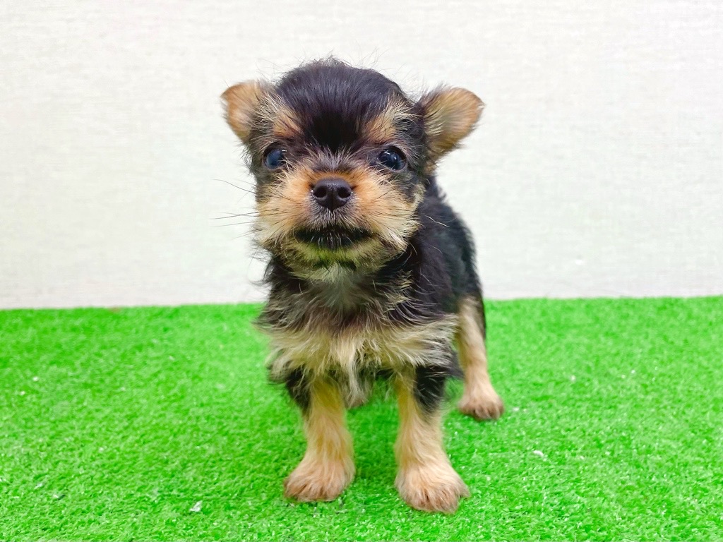 東京都のヨーチー/チワキー/チワヨーキー(ヨークシャーテリア×チワワ) (かねだい立川店/2025年11月14日生まれ/女の子/スチールブルータン)の子犬の3枚目の画像