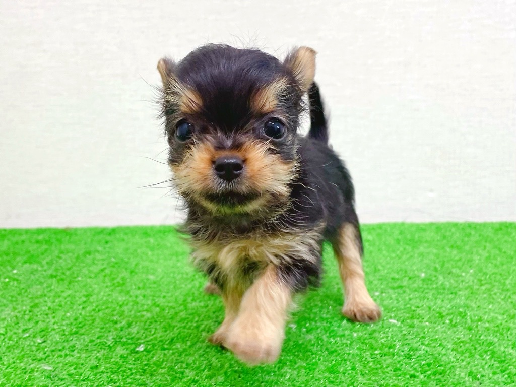 東京都のヨーチー/チワキー/チワヨーキー(ヨークシャーテリア×チワワ) (かねだい立川店/2025年11月14日生まれ/女の子/スチールブルータン)の子犬の4枚目の画像