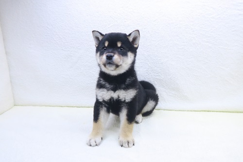 神奈川県の柴犬(標準サイズ) (かねだい海老名店/2025年11月13日生まれ/女の子/黒)の子犬