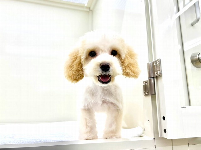 東京都のマルプー(マルチーズ×プードル) (かねだい本町田店/2025年10月12日生まれ/女の子/アプリコットホワイト)の子犬の2枚目の画像