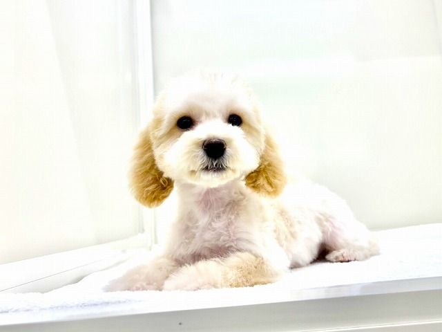 東京都のマルプー(マルチーズ×プードル) (かねだい本町田店/2025年10月12日生まれ/女の子/アプリコットホワイト)の子犬の3枚目の画像