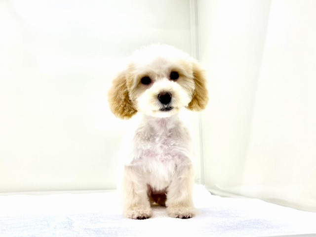 東京都のマルプー(マルチーズ×プードル) (かねだい本町田店/2025年10月12日生まれ/女の子/アプリコットホワイト)の子犬の4枚目の画像